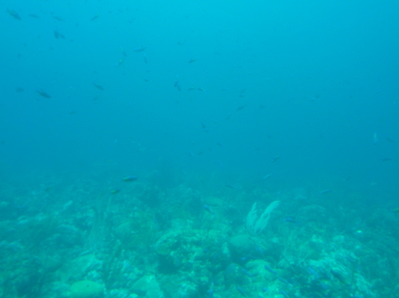 Another underwater photo.