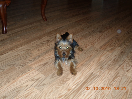 DAISY THE YORKIE