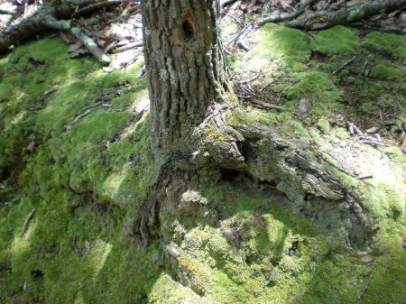 Scene on Stone Mountain State Park Trail