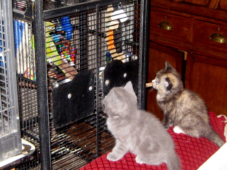 'Flossies' kittens watching the parrot.