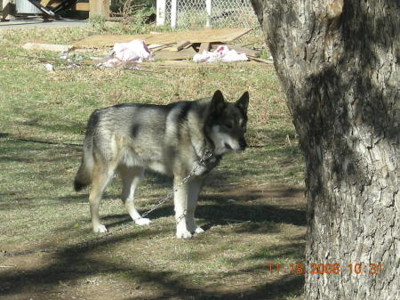 Rocky my six month old Timber Wolf