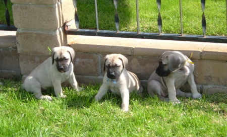 Our Puppies From 3 Litter