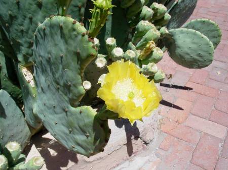 Yellow Cacti Flower