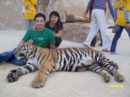 tiger tample thailand