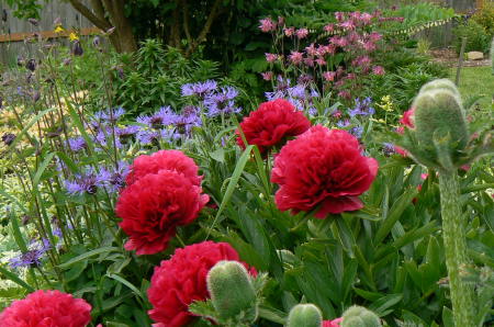 Peonies and others - front