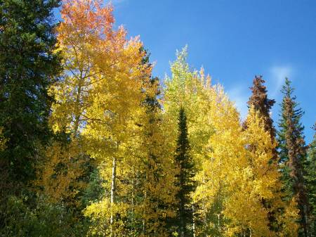 Fall Aspen Colors