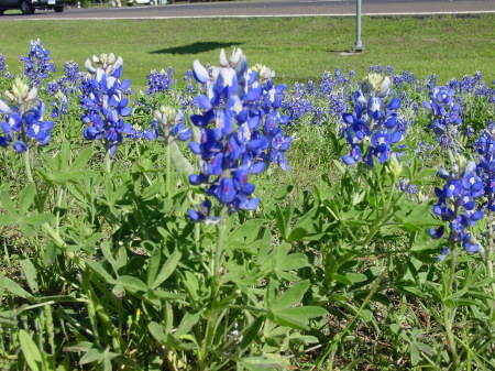 More Bluebonnets-The State Flower