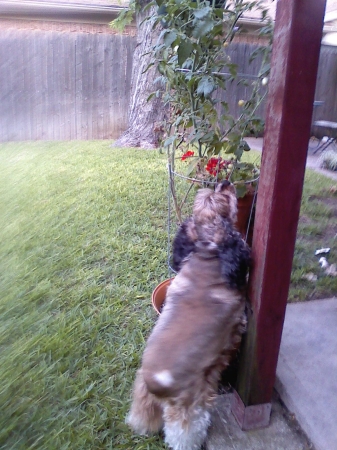 Ginger & her tomato vine