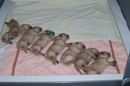 1st LITTER of Golden Retriever puppies