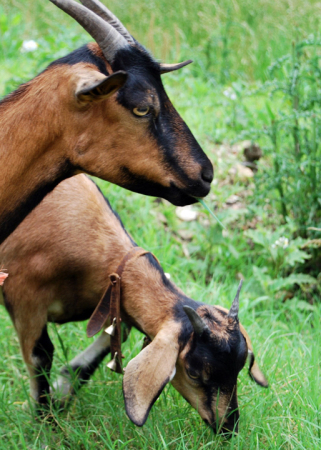 We Got Your Goat!