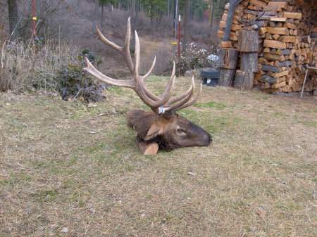 My 6x6 Bull Elk 2009