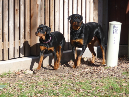 Lexie & Abbey Road