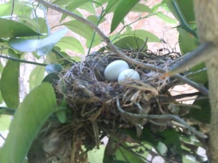 A birds nest