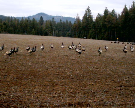 Wild Turkeys