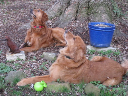 Brothers:  Duke & Red 7/02 --