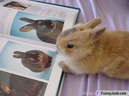 Pet Rabbit