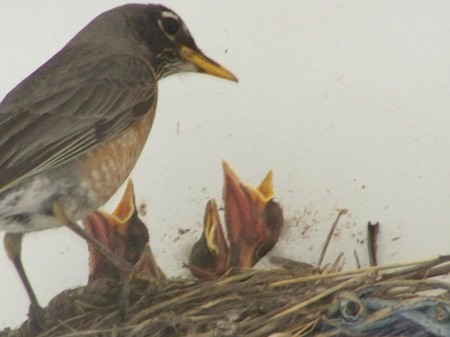 BIRDS NEST UNDER MY PATIO