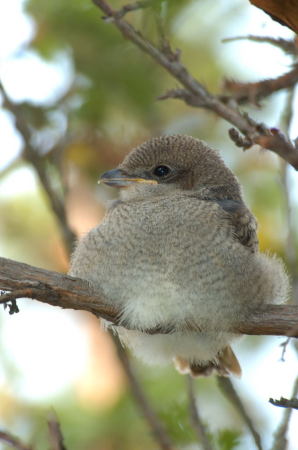 fiscal shrike chick - 2