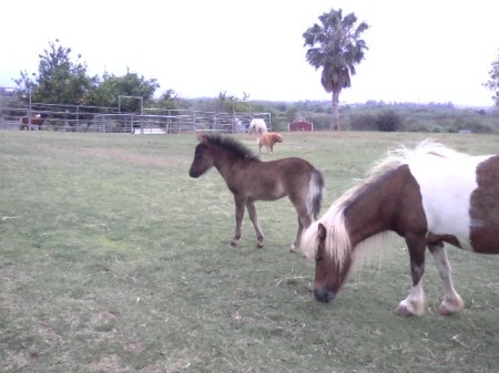 One of my Miniature horses and her filly