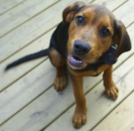 My 2-year-old black and tan coon hound, Mutt!