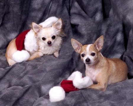 The "girls" Christmas photo.