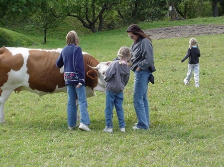 How to pet cows in Slovenia