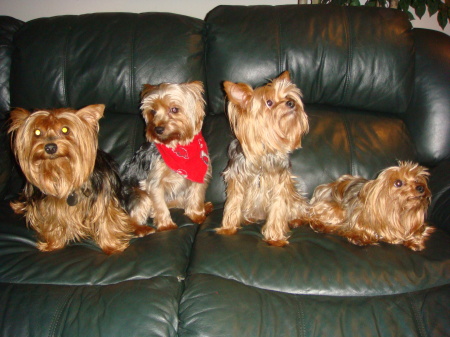 Gus & the girls, I breed yorkies for a hobby