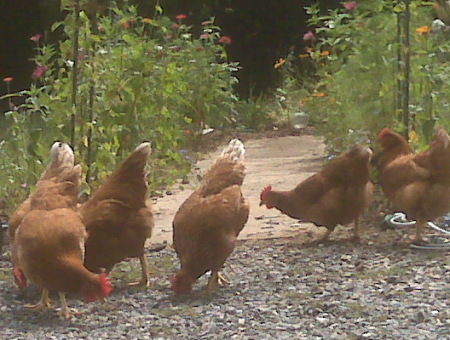 Early Morning Forage--My First Chicks