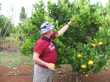 Picking Oranges