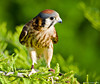 American Kestral