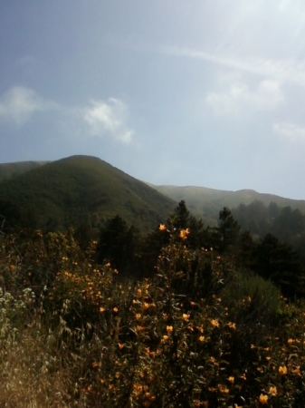 mountain peaks and wild flowers gsp