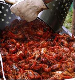 crawfish