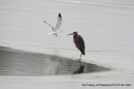 Gule &great Blue Heron.