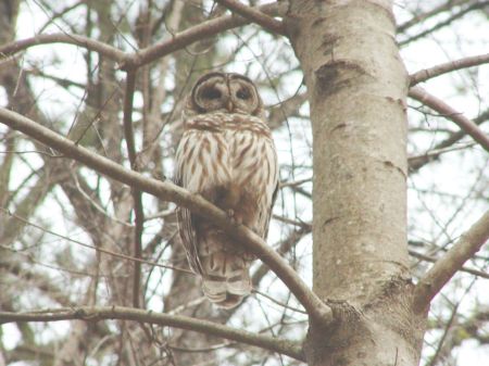 BARRED OWL