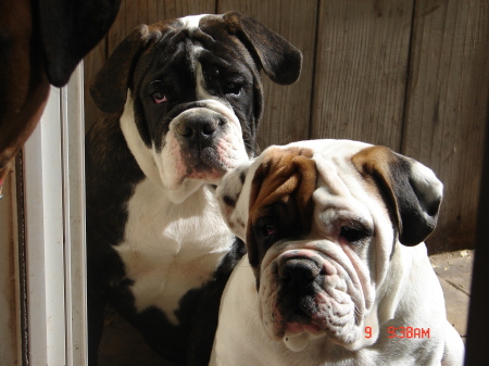 Antonio, & Snoopy our bulldogges