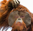 MonkeyMe