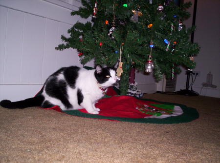 My cat Sierra Christmas 2009