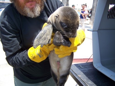 Newborn California Sea Lion Pup rescue