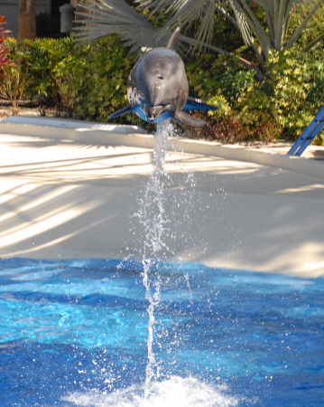 dophin jumping
