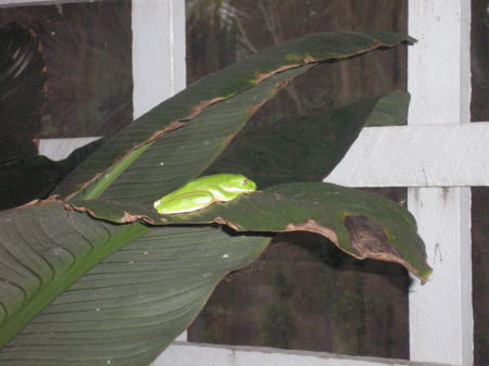 green tree frog