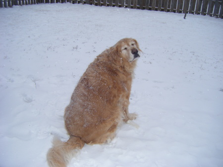 Bo in the snow