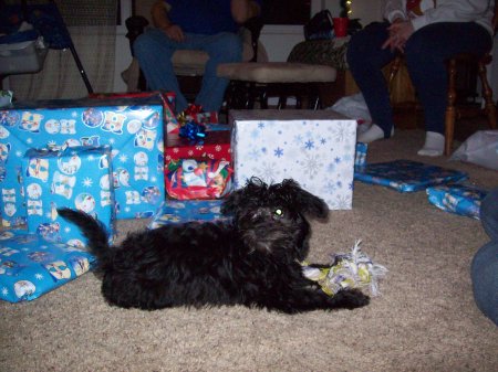 Puppy Scamper's first Christmass