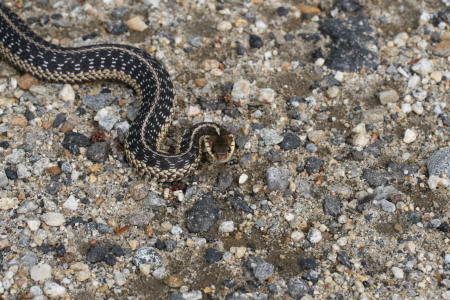 Eastern Garter Snake