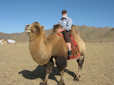 Nice camel