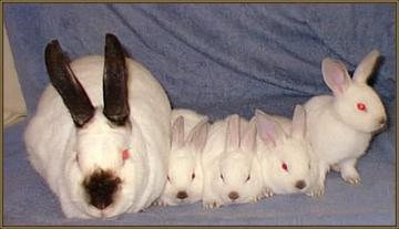 Californian show rabbits - Bubbles & babies