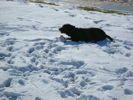 sam in the snow