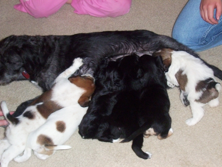 Bailey & Puppies