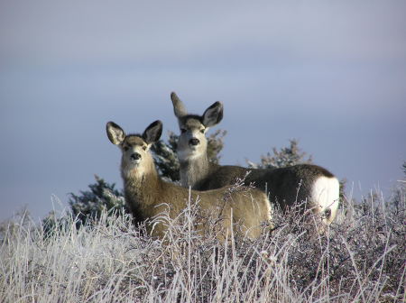 Montana Deer