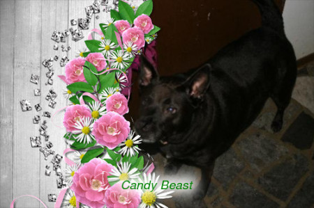Candy Beast