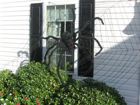 Halloween Spider  2009